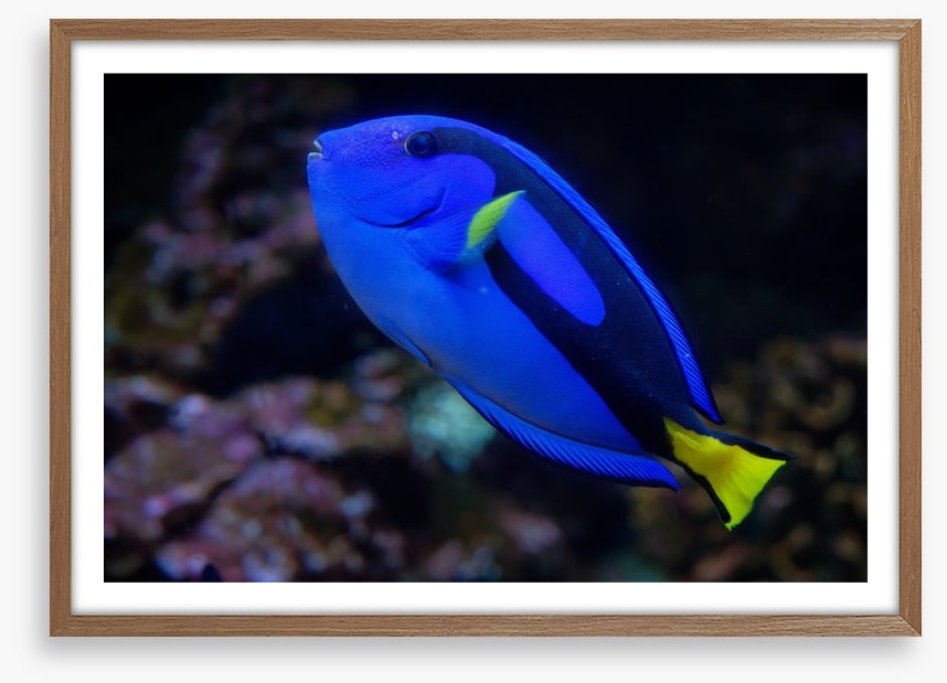 Fish / Aquatic