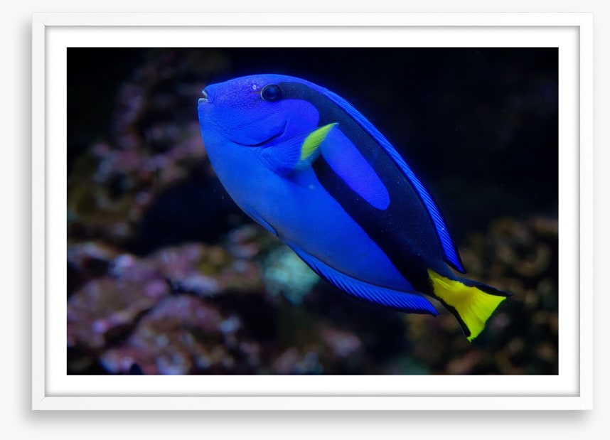 Fish / Aquatic