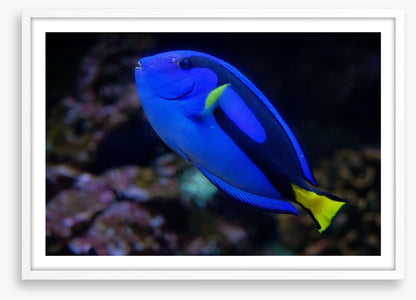 Fish / Aquatic
