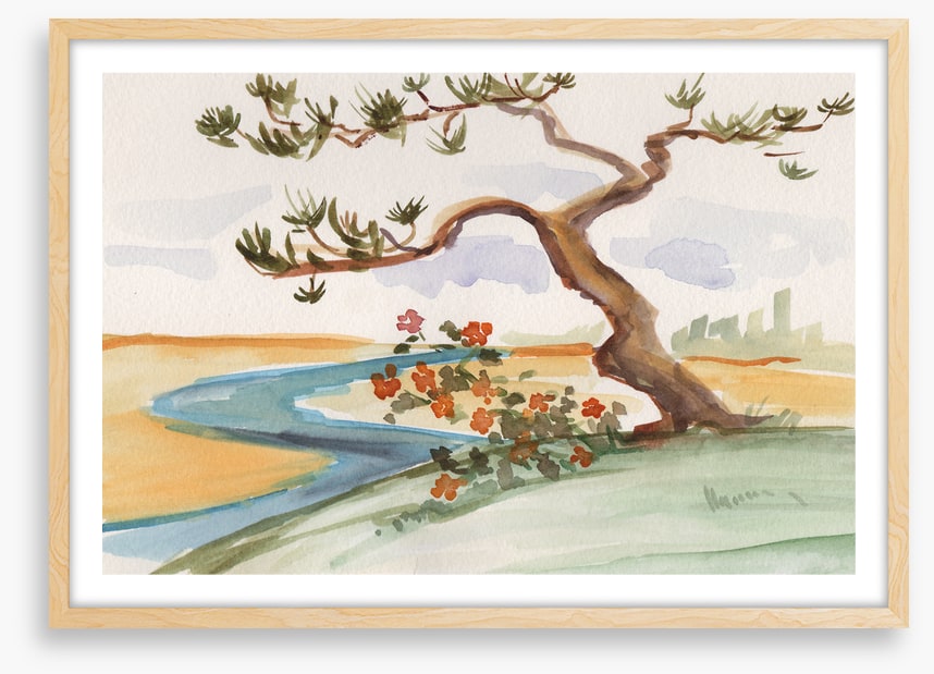 Pine by the stream