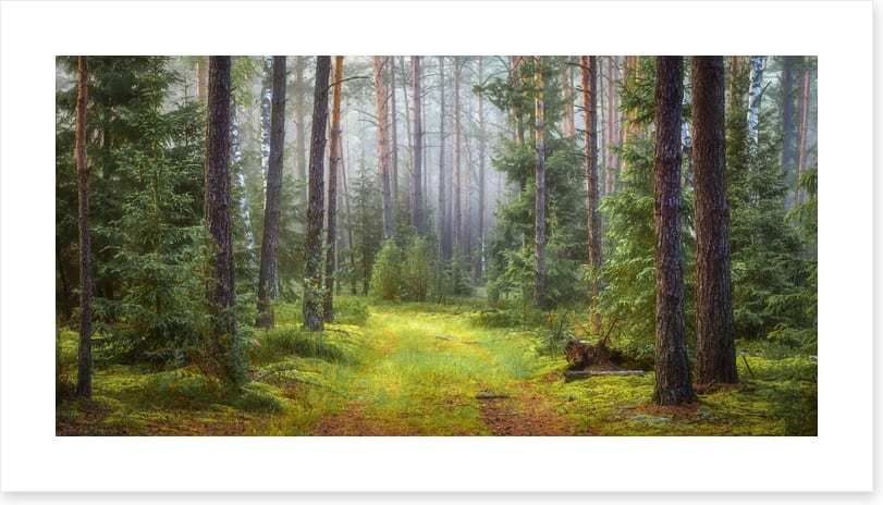 Green forest glade