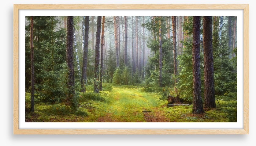 Green forest glade