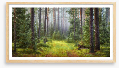 Green forest glade