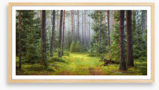Green forest glade