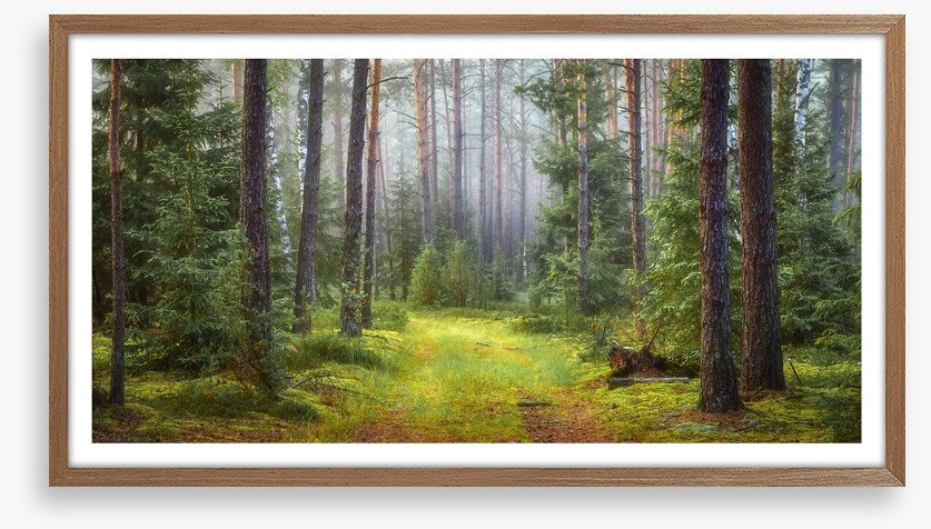 Green forest glade