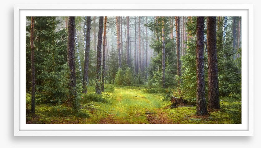 Green forest glade