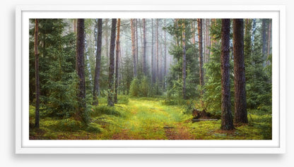 Green forest glade