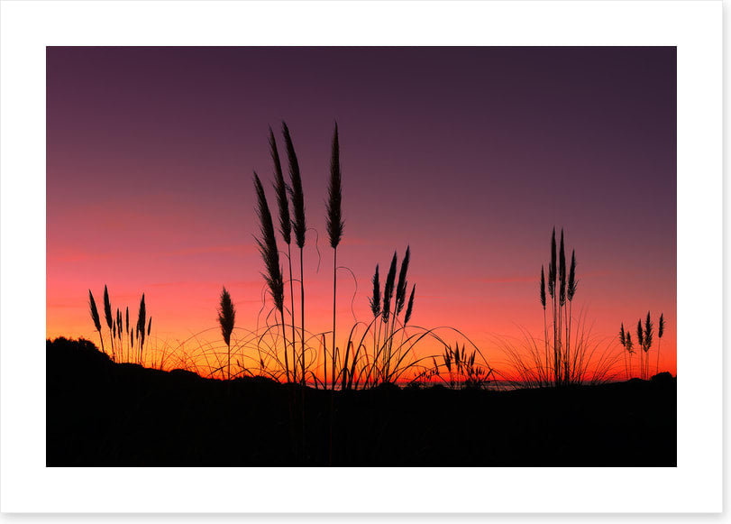 Pampas grass sunset