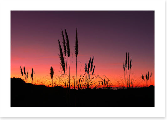 Pampas grass sunset