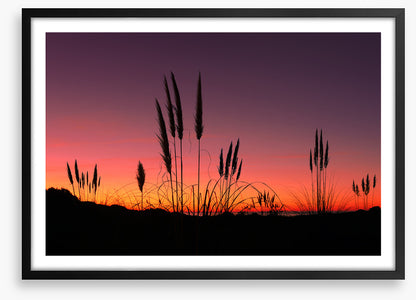 Pampas grass sunset