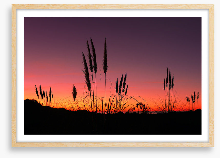 Pampas grass sunset