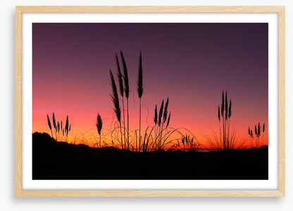 Pampas grass sunset