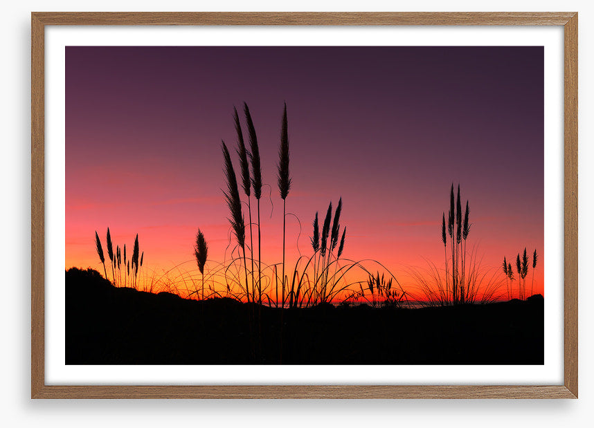 Pampas grass sunset