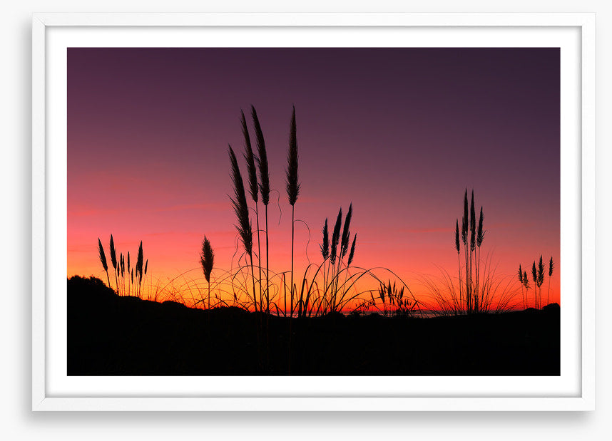 Pampas grass sunset