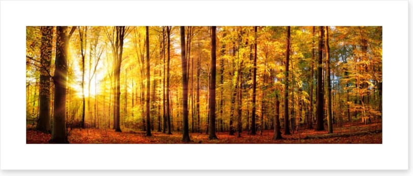 Fall forest panorama
