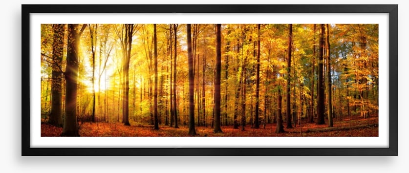 Fall forest panorama
