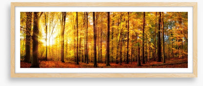 Fall forest panorama