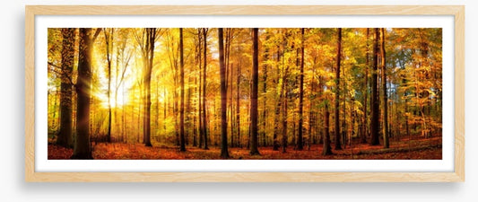 Fall forest panorama