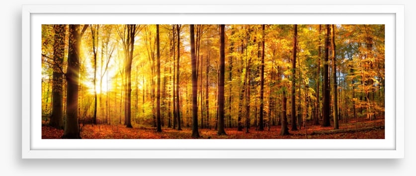 Fall forest panorama