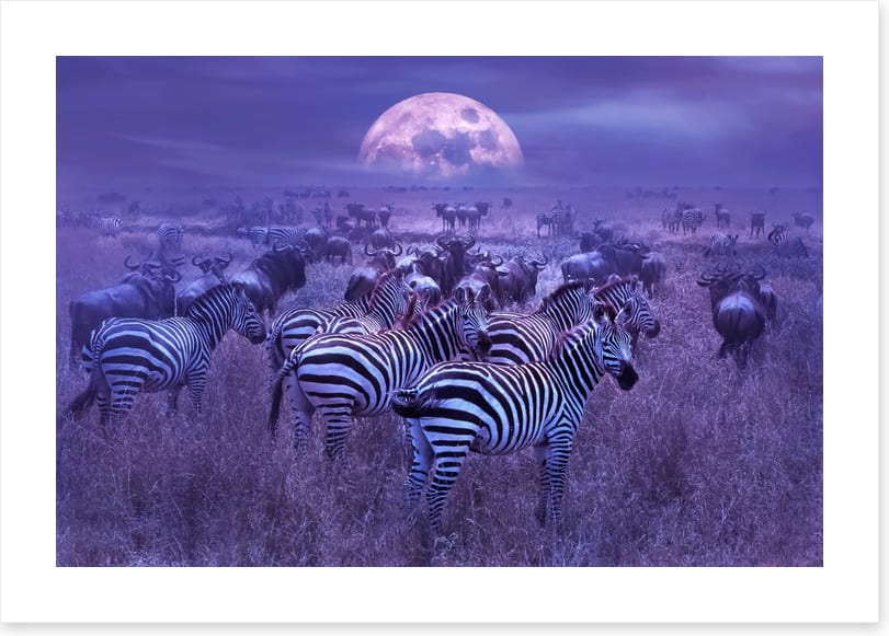Moonlight dazzle
