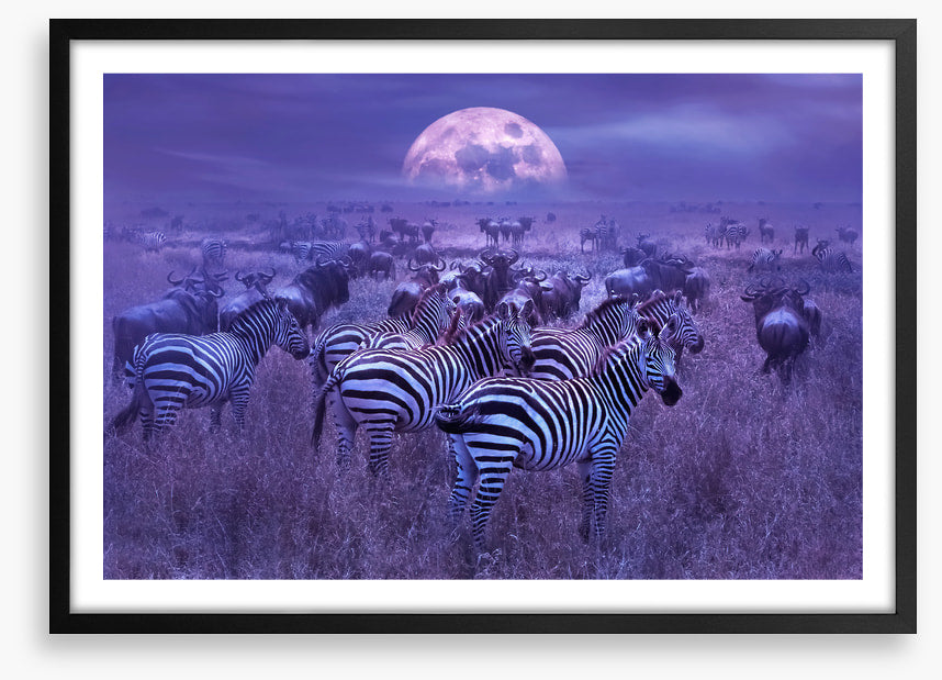 Moonlight dazzle