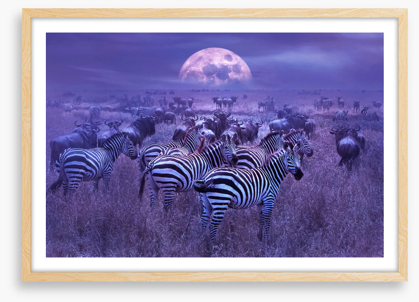 Moonlight dazzle