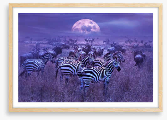Moonlight dazzle