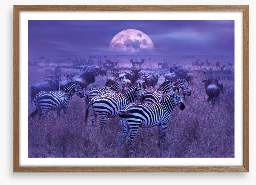 Moonlight dazzle