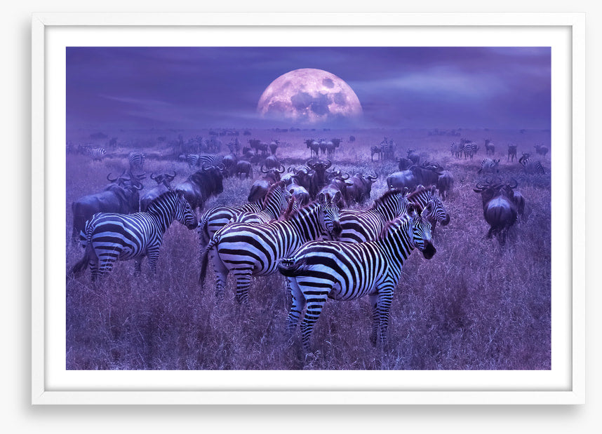 Moonlight dazzle