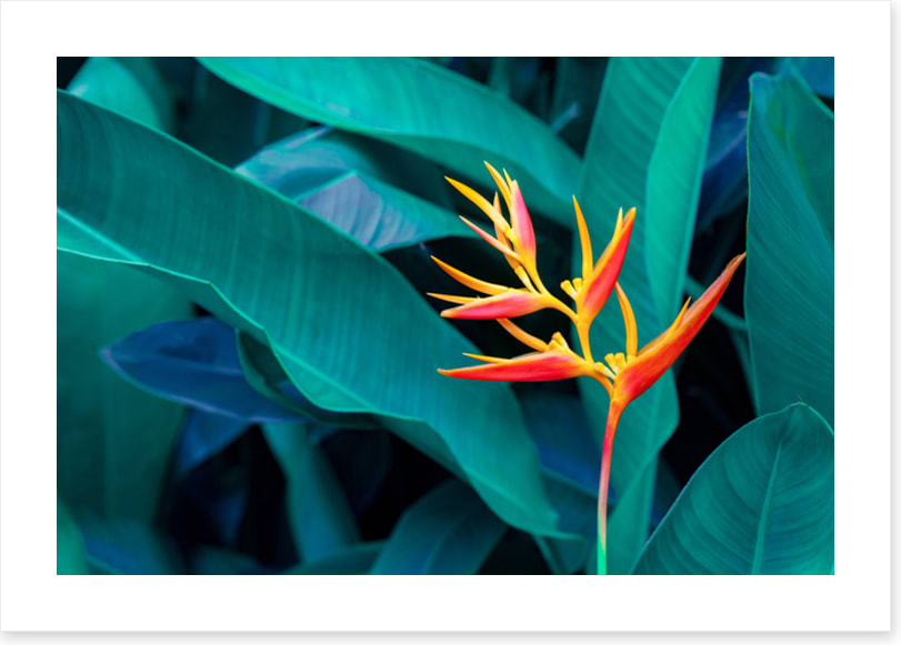 Leaves