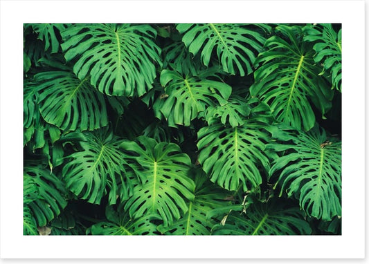 Leaves