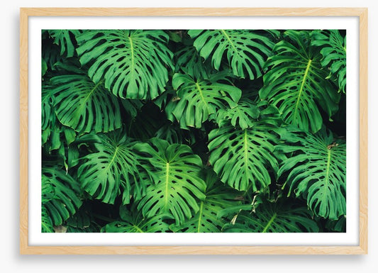 Leaves