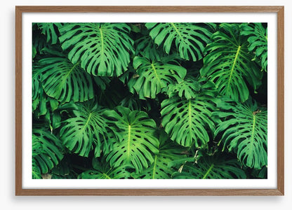 Leaves