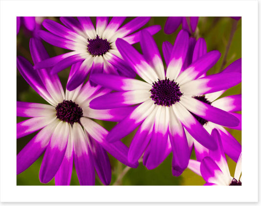 Senetti stars