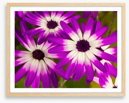 Senetti stars