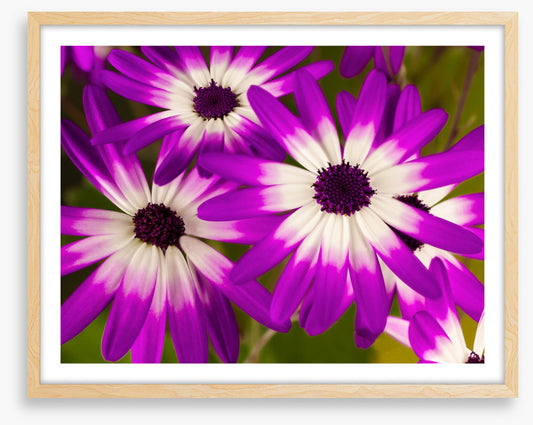Senetti stars