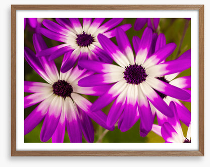 Senetti stars