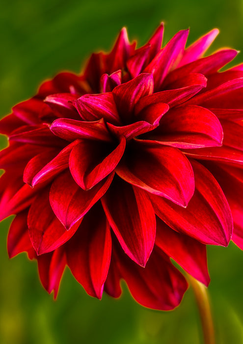 Red velvet