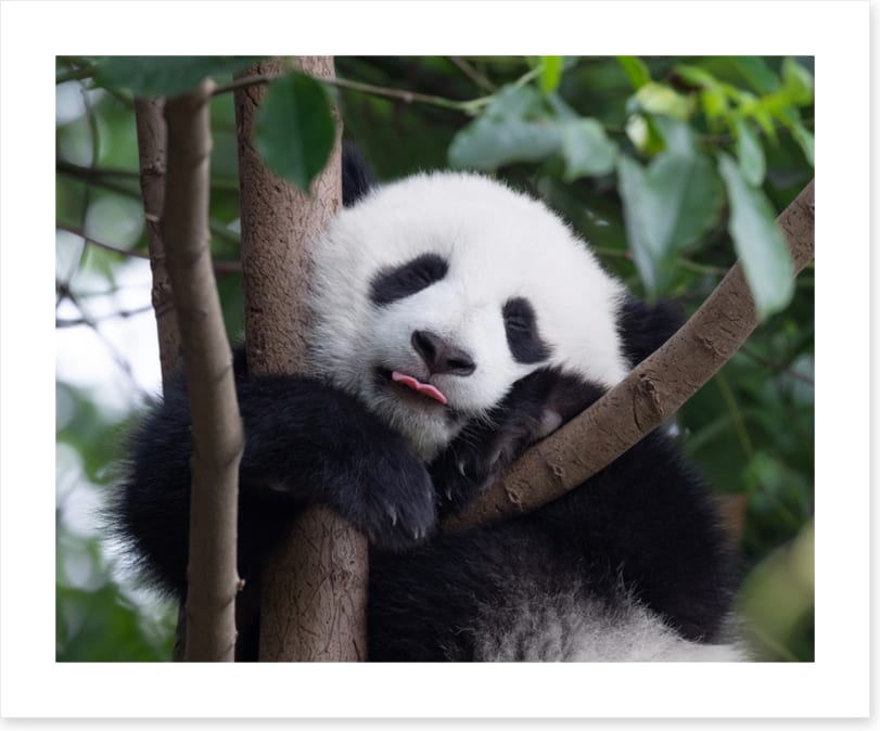 Panda kisses