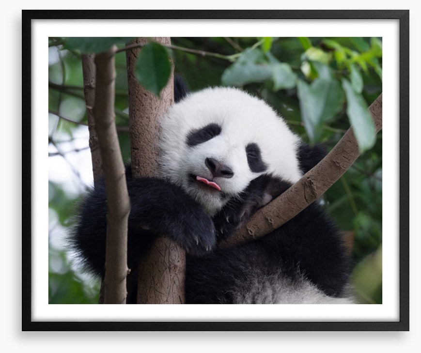 Panda kisses