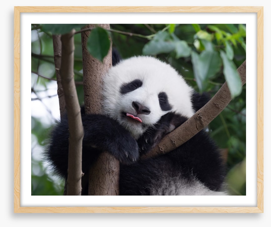 Panda kisses