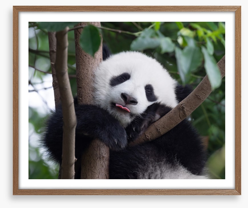 Panda kisses