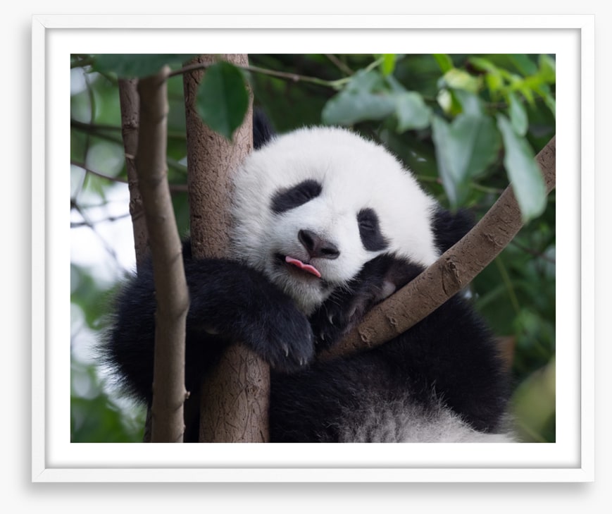 Panda kisses