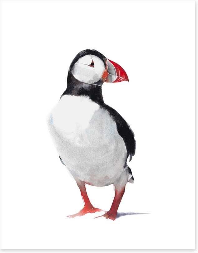 Birds