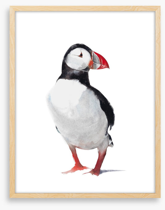 Birds