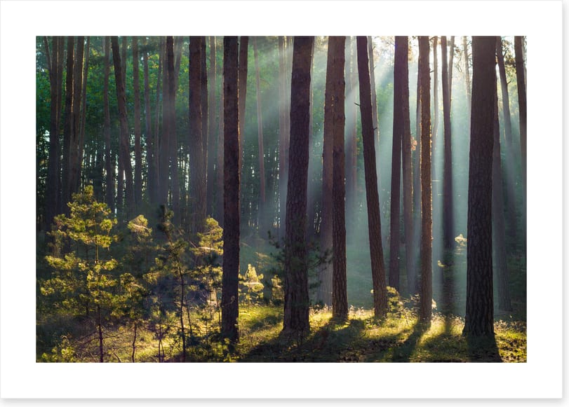 Forests