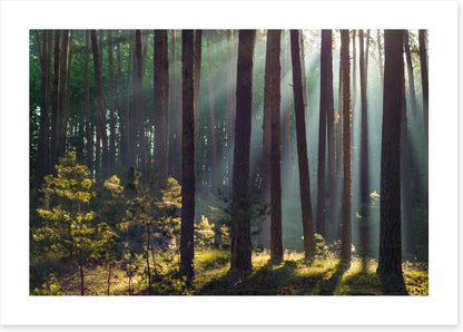 Forests