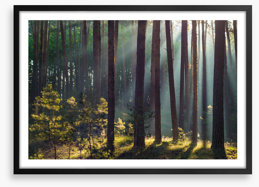 Forests