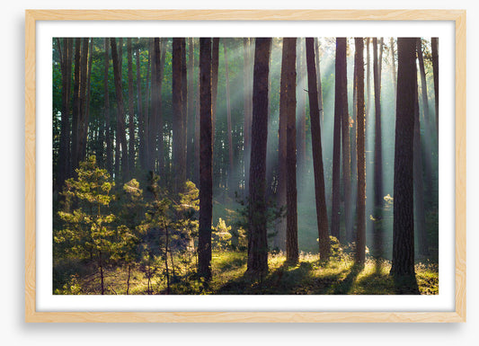 Forests