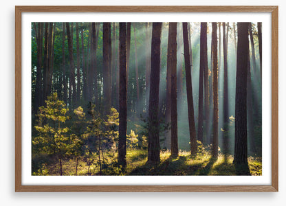 Forests